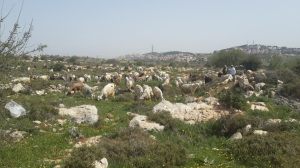 Die Ziegenherde auf dem Weg zur Arbeit