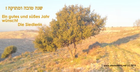 Eine israelische Eiche in den judäischen Bergen.