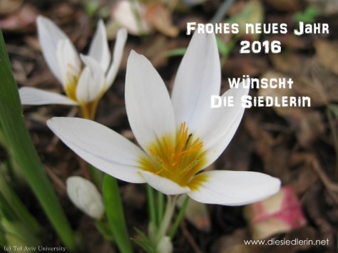 כרכום-חורפי-6