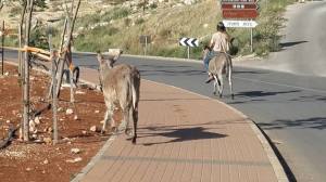 13103385_10154331634741842_8257072048014240324_n