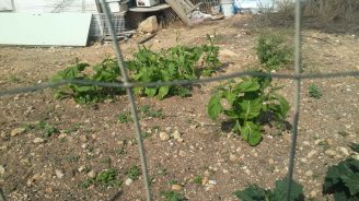 Fragt mich nicht, was das für eine Pfalnze ist.